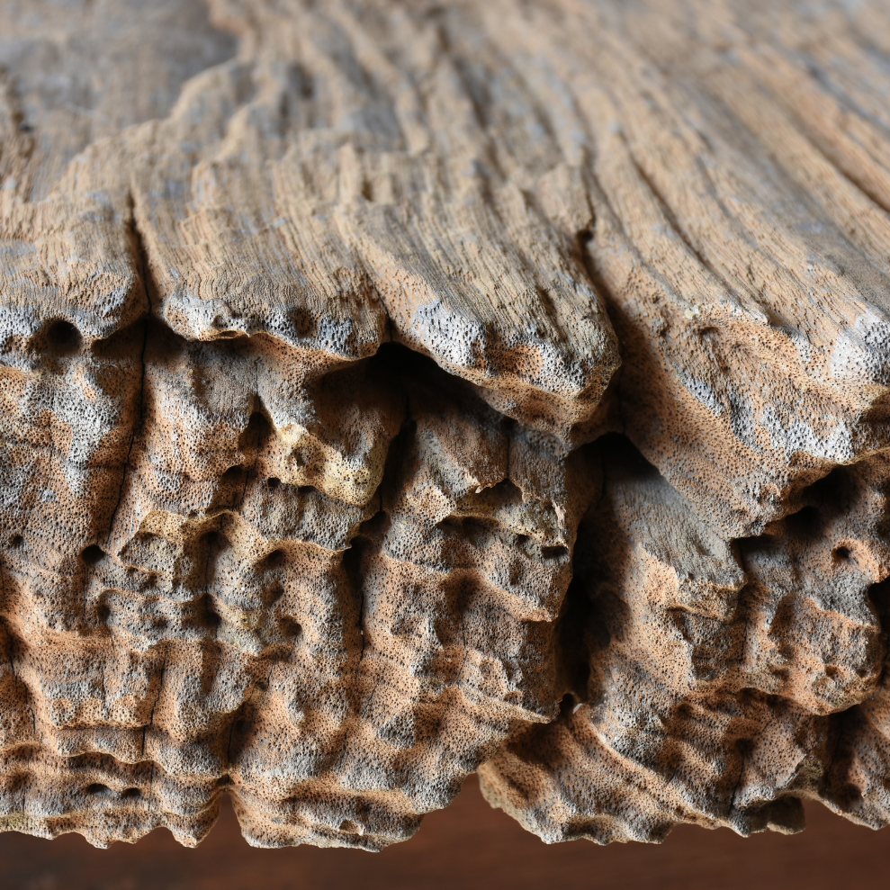 Caribbean Teakwood