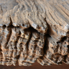 Caribbean Teakwood